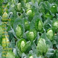 Tháng 8 trồng cây gì